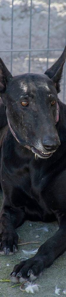 Phoenix – Galgo-Mischling, Männchen, 2 Jahre 7 Monate, 65520 Bad Camberg – Foto 10