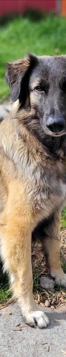 ELA – Collie, Schäferhund Mix, Weibchen, 3 Jahre, 81829 München – Foto 1