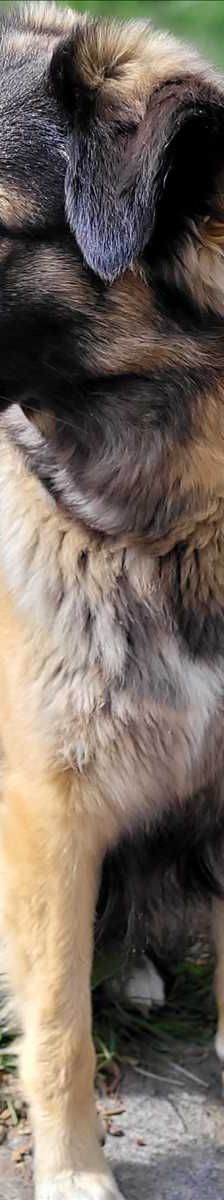 ELA – Collie, Schäferhund Mix, Weibchen, 3 Jahre, 81829 München – Foto 3