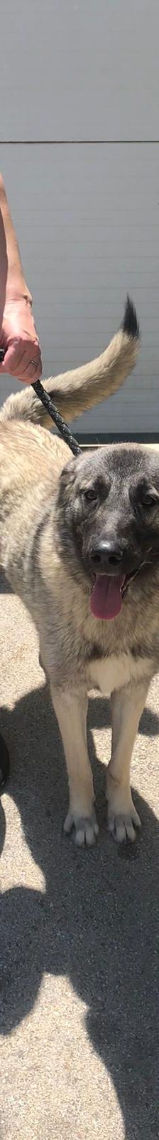 Dana – Kangal-Mix, Weibchen, 2 Monate, Nordic Strays e.V. – Foto 2