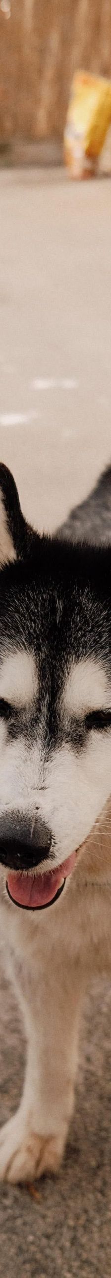 Dana – Kangal-Mix, Weibchen, 2 Monate, Nordic Strays e.V. – Foto 3