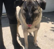 Dana – Kangal-Mix, Weibchen, 2 Monate, Nordic Strays e.V. – Foto 6