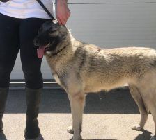 Dana – Kangal-Mix, Weibchen, 2 Monate, Nordic Strays e.V. – Foto 7