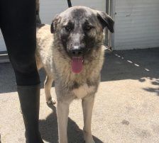 Dana – Kangal-Mix, Weibchen, 2 Monate, Nordic Strays e.V. – Foto 8