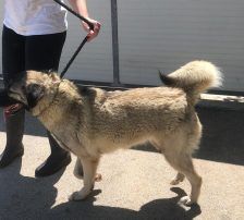 Dana – Kangal-Mix, Weibchen, 2 Monate, Nordic Strays e.V. – Foto 9