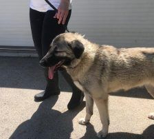 Dana – Kangal-Mix, Weibchen, 2 Monate, Nordic Strays e.V. – Foto 10