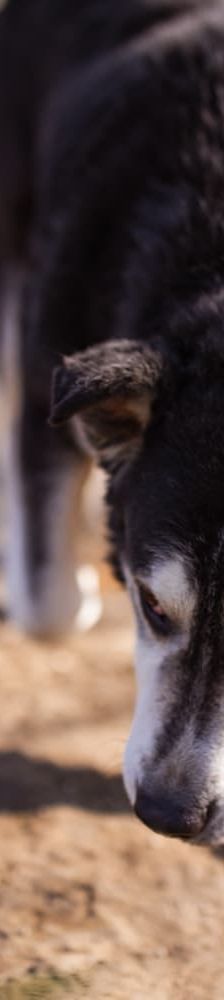 Maki – Husky Mischling, Männchen, 5 Jahre 8 Monate, Nordic Strays e.V. – Foto 1