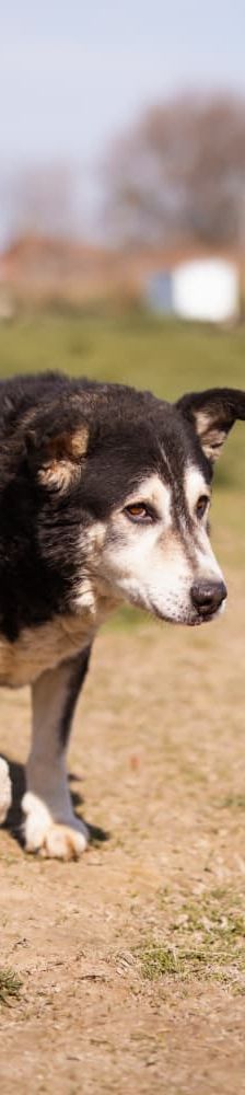 Maki – Husky Mischling, Männchen, 5 Jahre 8 Monate, Nordic Strays e.V. – Foto 2