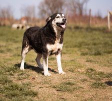 Maki – Husky Mischling, Männchen, 5 Jahre 8 Monate, Nordic Strays e.V. – Foto 11