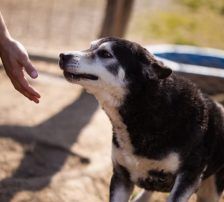 Maki – Husky Mischling, Männchen, 5 Jahre 8 Monate, Nordic Strays e.V. – Foto 12