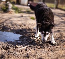 Maki – Husky Mischling, Männchen, 5 Jahre 8 Monate, Nordic Strays e.V. – Foto 13