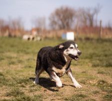Maki – Husky Mischling, Männchen, 5 Jahre 8 Monate, Nordic Strays e.V. – Foto 14