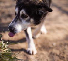 Maki – Husky Mischling, Männchen, 5 Jahre 8 Monate, Nordic Strays e.V. – Foto 15