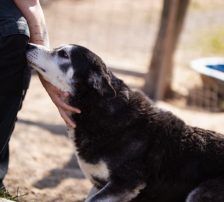 Maki – Husky Mischling, Männchen, 5 Jahre 8 Monate, Nordic Strays e.V. – Foto 16
