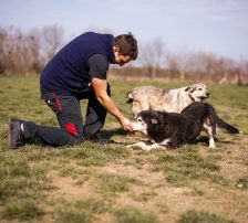 Maki – Husky Mischling, Männchen, 5 Jahre 8 Monate, Nordic Strays e.V. – Foto 17