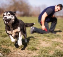 Maki – Husky Mischling, Männchen, 5 Jahre 8 Monate, Nordic Strays e.V. – Foto 18