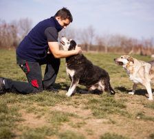 Maki – Husky Mischling, Männchen, 5 Jahre 8 Monate, Nordic Strays e.V. – Foto 19