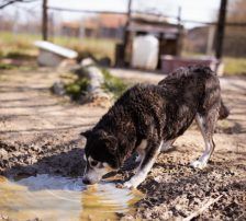 Maki – Husky Mischling, Männchen, 5 Jahre 8 Monate, Nordic Strays e.V. – Foto 20