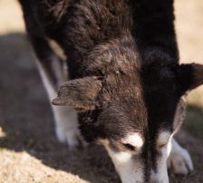 Maki – Husky Mischling, Männchen, 5 Jahre 8 Monate, Nordic Strays e.V. – Foto 7