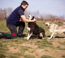 Maki – Husky Mischling, Männchen, 5 Jahre 8 Monate, Nordic Strays e.V. – Foto 8