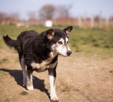 Maki – Husky Mischling, Männchen, 5 Jahre 8 Monate, Nordic Strays e.V. – Foto 9