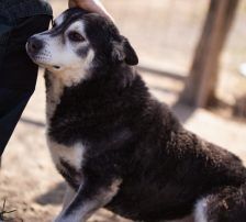 Maki – Husky Mischling, Männchen, 5 Jahre 8 Monate, Nordic Strays e.V. – Foto 10
