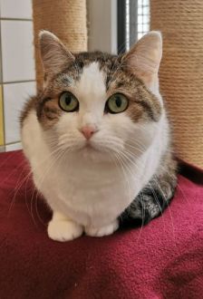 Haze – EKH, Weibchen, 6 Jahre, 97074 Würzburg – Foto 1