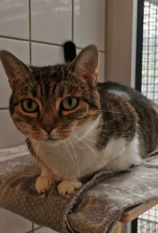 Haze – EKH, Weibchen, 6 Jahre, 97074 Würzburg – Foto 2