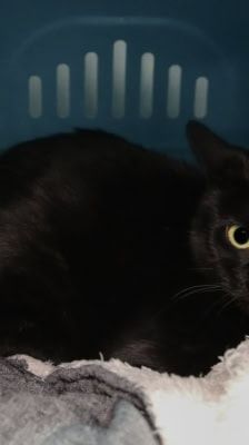 Selina – Katzendame, Weibchen, 3 Jahre, 39576 Stendal – Foto 1
