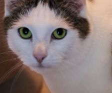 Selina – Katzendame, Weibchen, 3 Jahre, 39576 Stendal – Foto 7