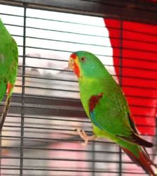 Cola & Jacki – Schwalbensittich, Männchen, Alter unbekannt, 13057 Berlin – Foto 4