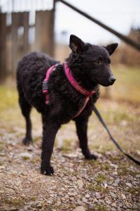 Maxima – Kroatischer Schäferhund Mix, Weibchen, 11 Monate, Nordic Strays e.V. – Foto 2