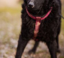 Maxima – Kroatischer Schäferhund Mix, Weibchen, 11 Monate, Nordic Strays e.V. – Foto 6