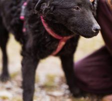 Maxima – Kroatischer Schäferhund Mix, Weibchen, 11 Monate, Nordic Strays e.V. – Foto 7