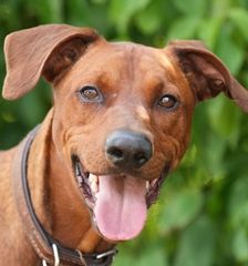 Timmi – Deutscher Pinscher, Männchen, 4 Jahre 8 Monate, 90537 Feucht – Foto 1