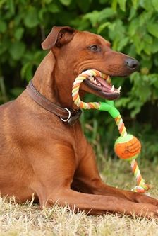 Timmi – Deutscher Pinscher, Männchen, 4 Jahre 8 Monate, 90537 Feucht – Foto 2