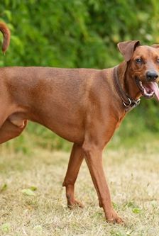 Timmi – Deutscher Pinscher, Männchen, 4 Jahre 8 Monate, 90537 Feucht – Foto 3