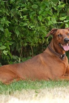 Timmi – Deutscher Pinscher, Männchen, 4 Jahre 8 Monate, 90537 Feucht – Foto 4