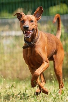 Timmi – Deutscher Pinscher, Männchen, 4 Jahre 8 Monate, 90537 Feucht – Foto 5