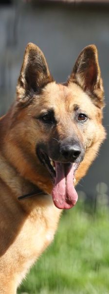 Tango – Deutscher Schäferhund, Männchen, 6 Jahre, 13057 Berlin – Foto 1