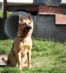 Tango – Deutscher Schäferhund, Männchen, 6 Jahre, 13057 Berlin – Foto 2