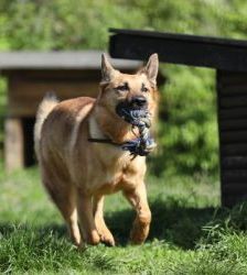 Tango – Deutscher Schäferhund, Männchen, 6 Jahre, 13057 Berlin – Foto 3