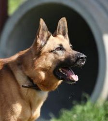 Tango – Deutscher Schäferhund, Männchen, 6 Jahre, 13057 Berlin – Foto 4