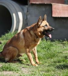 Tango – Deutscher Schäferhund, Männchen, 6 Jahre, 13057 Berlin – Foto 5