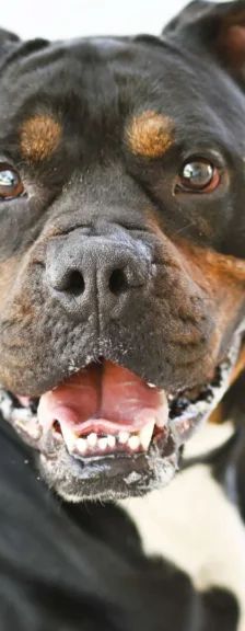 Yuno – Bulldoggen-Mix, Männchen, 1 Jahr, 13057 Berlin – Foto 1