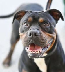 Yuno – Bulldoggen-Mix, Männchen, 1 Jahr, 13057 Berlin – Foto 2