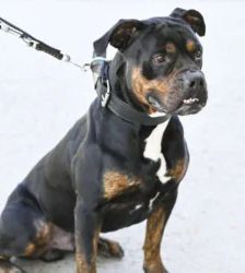 Yuno – Bulldoggen-Mix, Männchen, 1 Jahr, 13057 Berlin – Foto 3