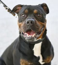 Yuno – Bulldoggen-Mix, Männchen, 1 Jahr, 13057 Berlin – Foto 5