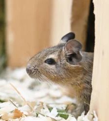 Duran, Dusty & Dan sowie Dalla, Dina & Daisy – Degu, Unbekannt, Alter unbekannt, 13057 Berlin – Foto 3