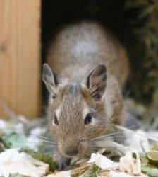 Duran, Dusty & Dan sowie Dalla, Dina & Daisy – Degu, Unbekannt, Alter unbekannt, 13057 Berlin – Foto 4